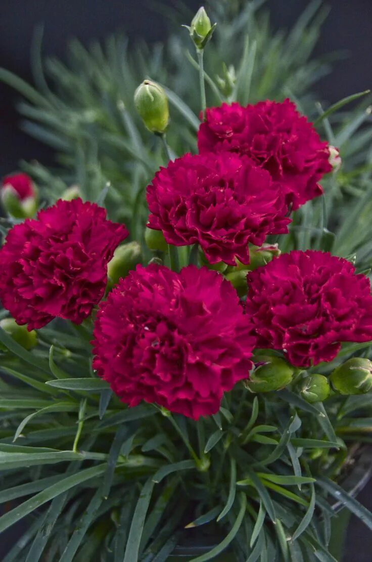 Разновидности гвоздики садовой фото Fruit Punch ® 'Cranberry Cocktail' - Pinks - Dianthus hybrid Carnation plants, R