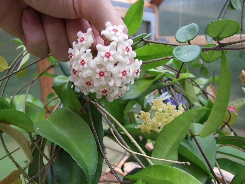 Разновидности хойи комнатной фото Hoya cv. Mathilde Vermont Hoyas House plants, Plants, Bloom