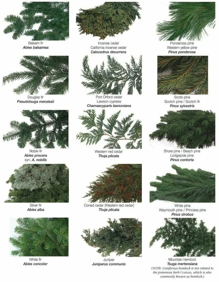 Разновидности хвойных деревьев фото Pin on nature ❤ Types of evergreen trees, Types of pine trees, Garden trees