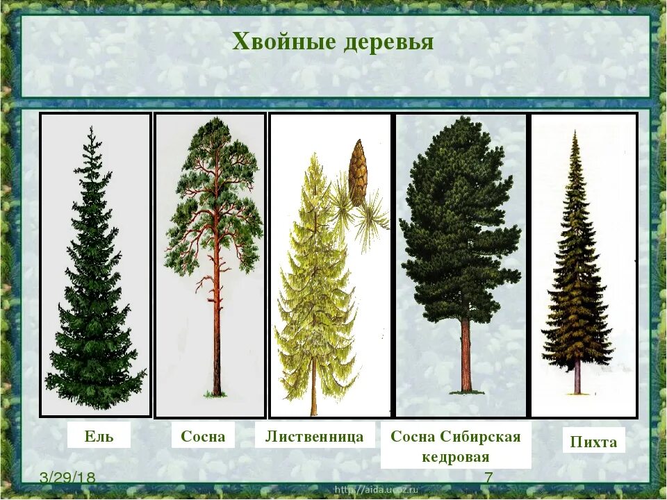 Разновидности хвойных деревьев фото Почему сосну и ель