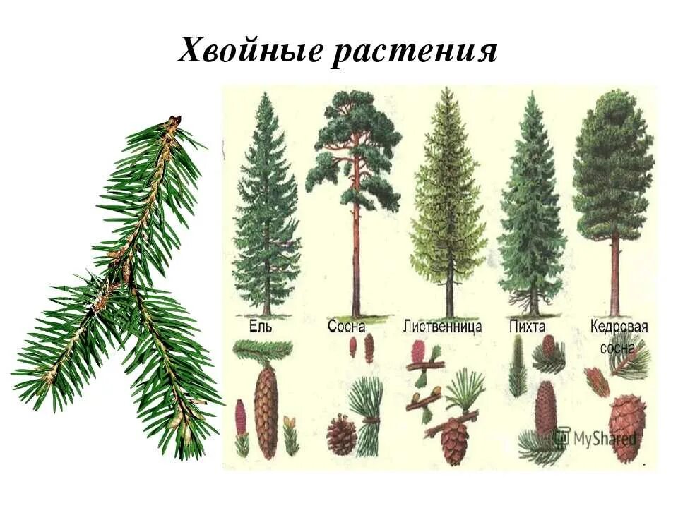 Разновидности хвойных деревьев фото Прямые хвойные деревья