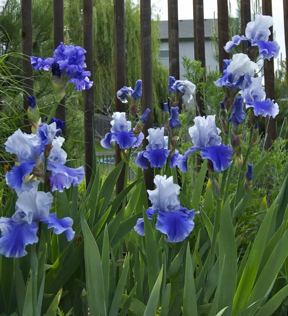 Разновидности ирисов садовых фото Friday Flora: Iris FANTASTICO! Beautiful flowers garden, Bearded iris, Iris