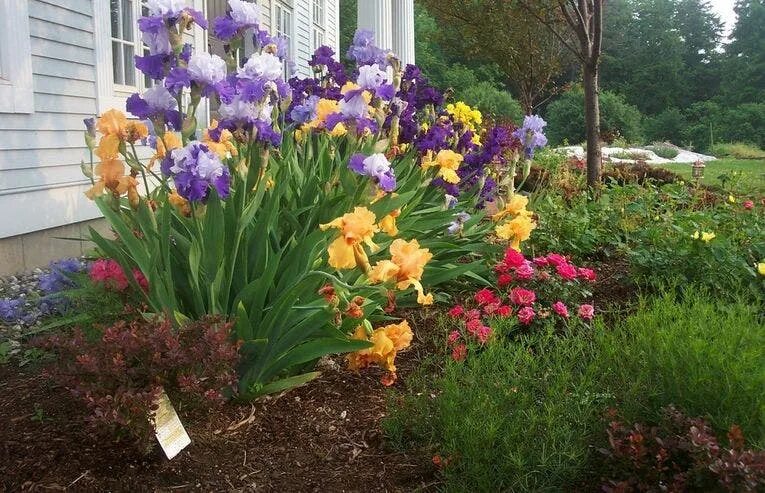 Разновидности ирисов садовых фото с названиями Incorporate irises in your fall garden for beautiful spring blooms Fox News