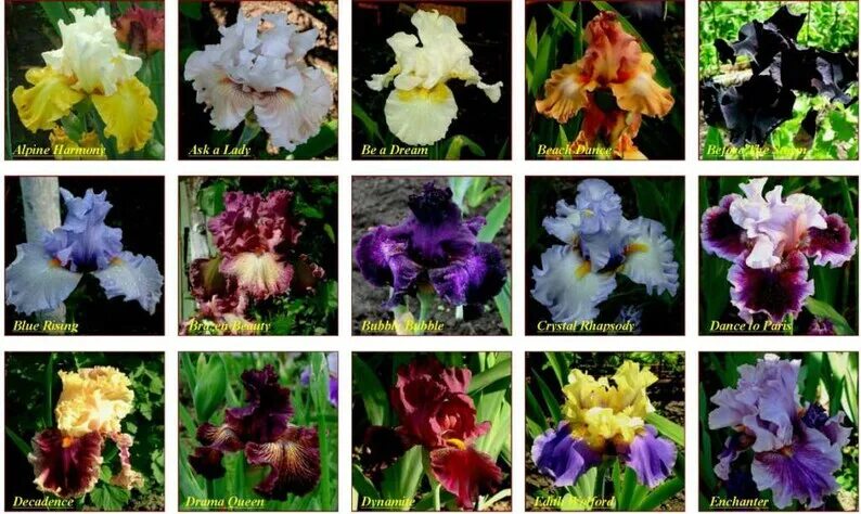 Разновидности ирисов садовых фото с названиями Iris seeds Mix Flowers Garden Flowers50seeds Perennial Etsy