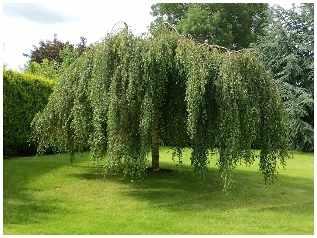 Разновидности ивы декоративной фото Береза Плакучая Юнга (лат. Betula pendula 'Youngii') семена 100шт - купить в инт