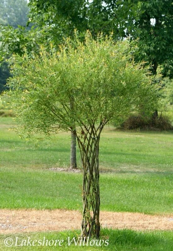 Разновидности ивы декоративной фото с названиями living willow tree sculpture Trees to plant, Willow fence, Dream garden