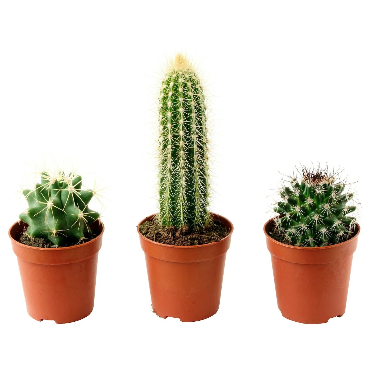 Разновидности кактусов комнатных фото CACTACEAE potted plant, cactus assorted species plants, 6 cm (2 ¼") - IKEA