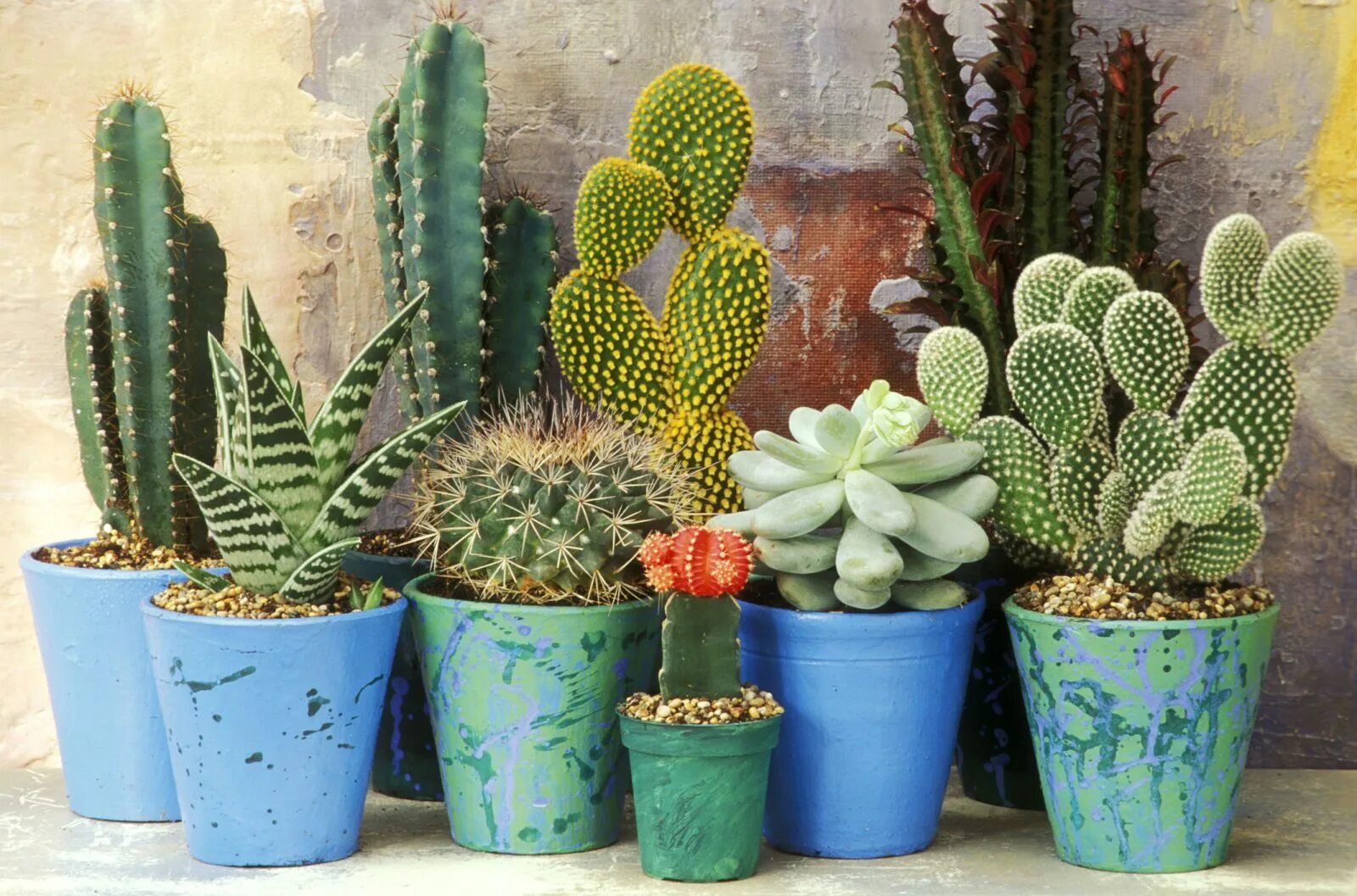 Разновидности кактусов комнатных фото 7 Things You May Not Know About Cacti Cactus plants, Indoor cactus plants, Cactu