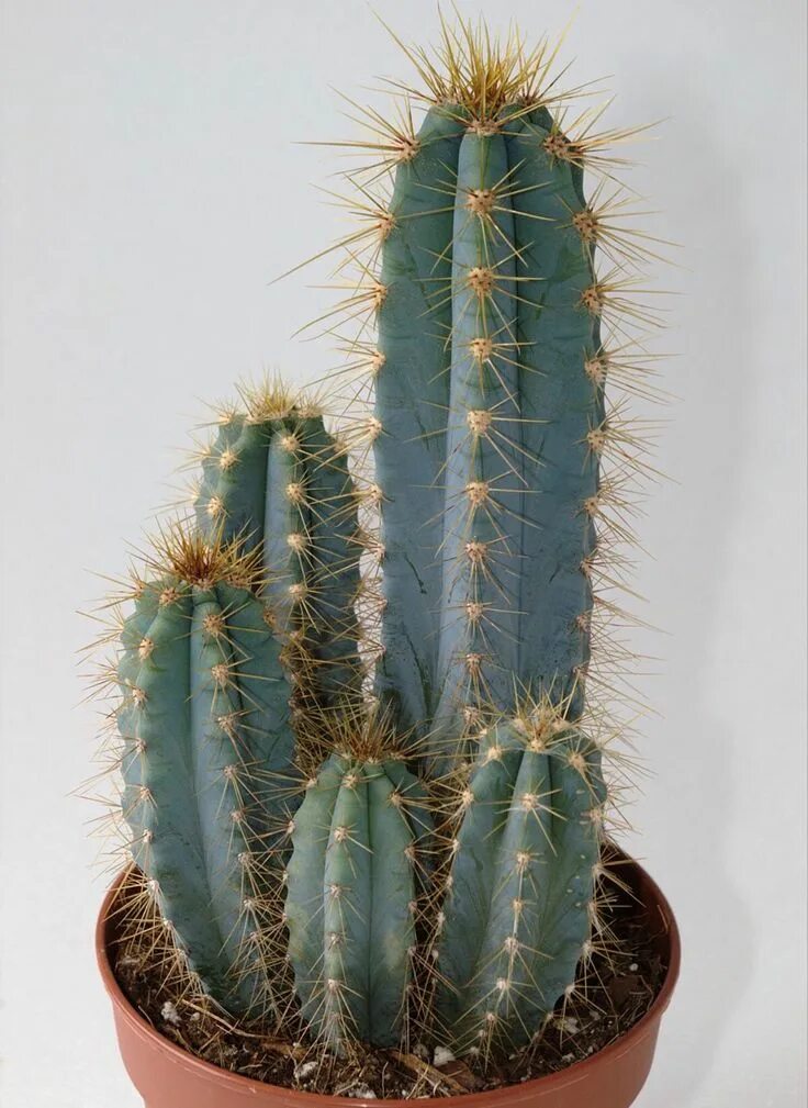 Разновидности кактусов комнатных фото Pin on Texas stuff Cactus house plants, Cactus plants, Cactus