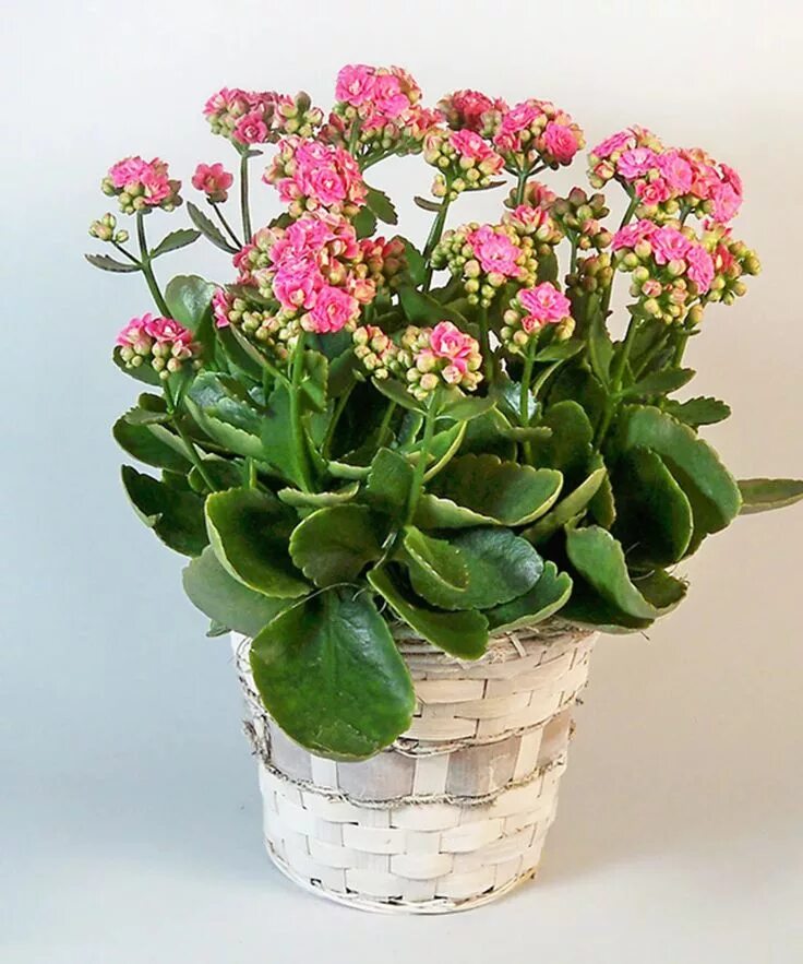 Разновидности каланхоэ цветущего фото и названия Kalanchoe Plant - As shown Interior plants, Blooming plants, Garden decor projec