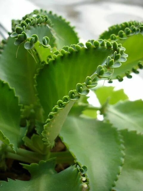 Разновидности каланхоэ цветущего фото и названия Pin by Ksenia Krylova on Flowers Plant leaves, Plants, Herbs