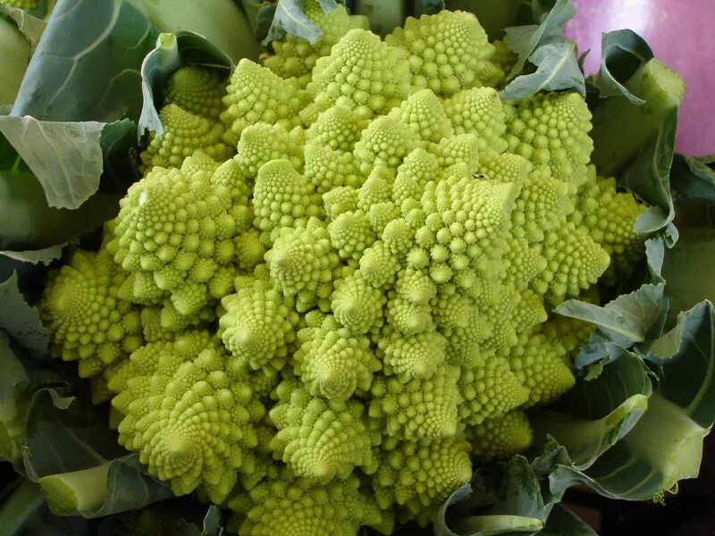 Разновидности капусты фото с названиями Капуста брокколи Romanesco - купить семена в интернет-магазине