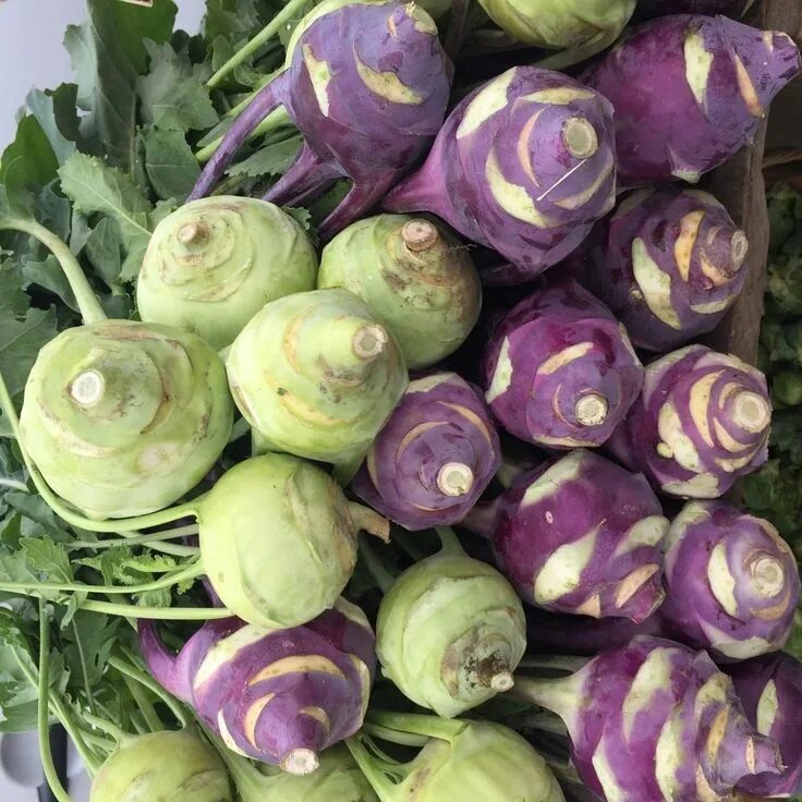 Разновидности капусты фото с названиями Yes, You Can Eat That: How to Cook With Kohlrabi From the Market