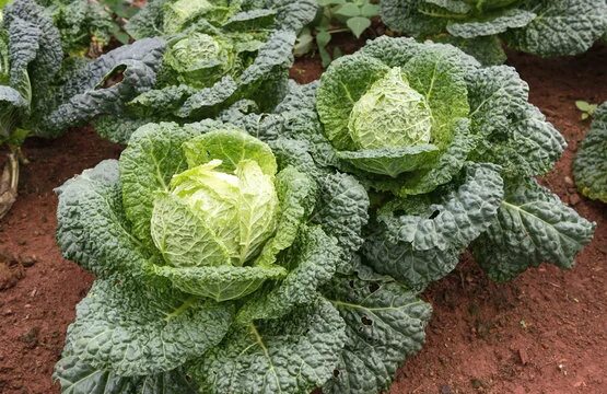 Разновидности капусты фото с названиями Savoy Cabbage Images - Browse 21,280 Stock Photos, Vectors, and Video Adobe Stoc