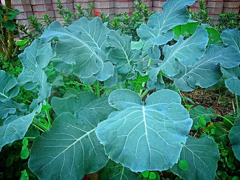 Разновидности капусты фото с названиями по листьям Amazon.com: Vegetable Plants & Seeds - Zellajake Farm And Garden / Vegetable Pla