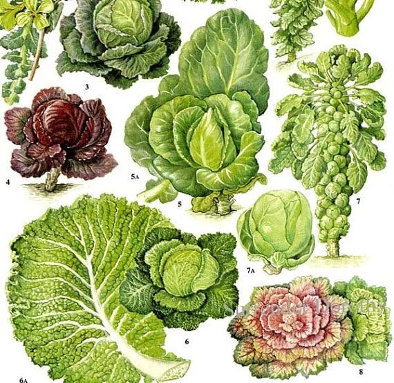 Разновидности капусты фото с названиями по листьям Cabbage Kale Savoy Brussel Sprouts Salad Vegetable Plant - Etsy Planting vegetab