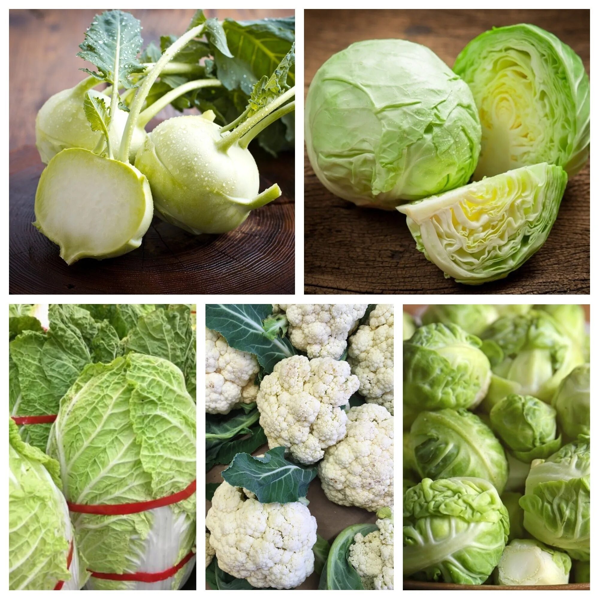 Разновидности капусты фото с названиями по листьям Cabbage vegetables - set 2 - seeds of 5 vegetable plants' species - Garden Seeds