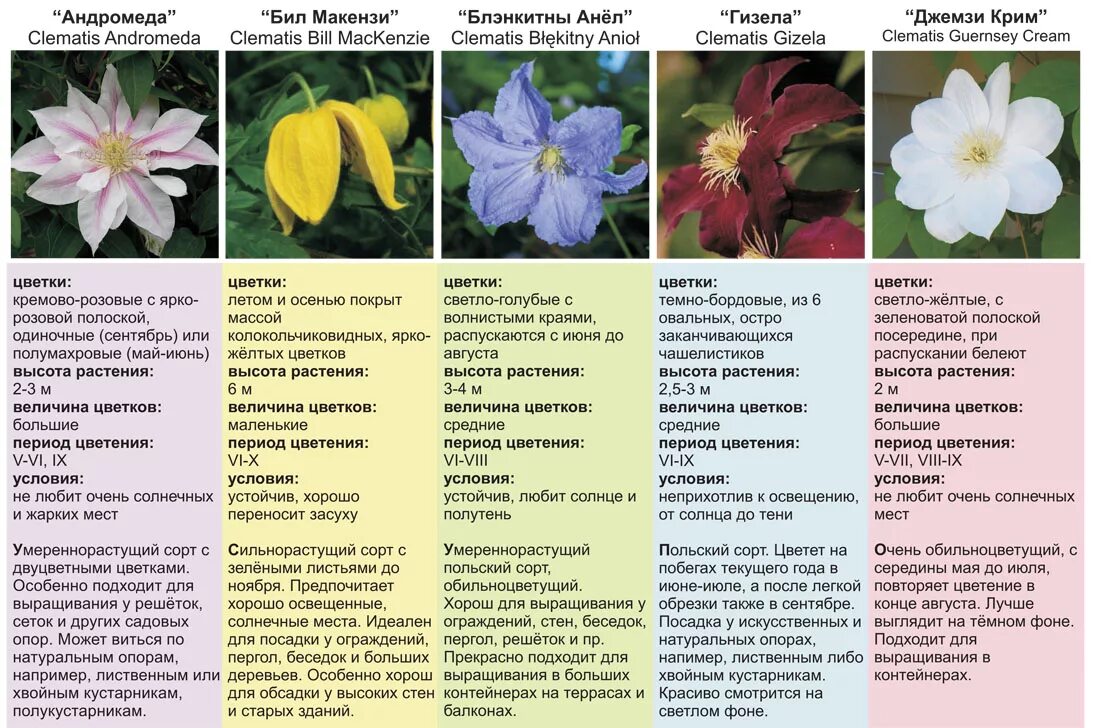 Разновидности клематисов фото и названия и описание Виды клематисов фото и названия и описание