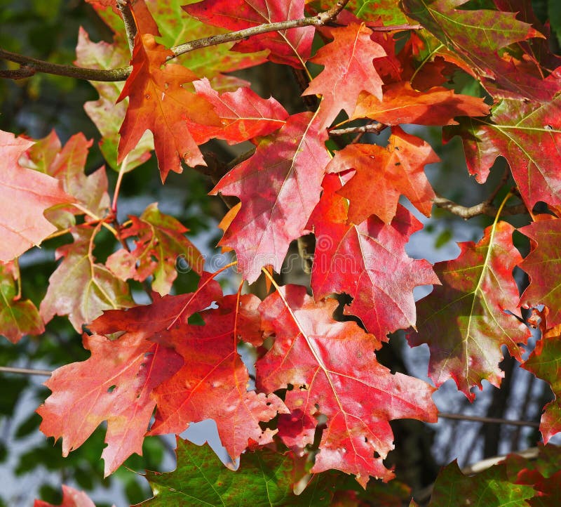 Разновидности клена с названиями и фото листьев Autumn, Leaf, Maple Leaf, Flora Picture. Image: 111643308