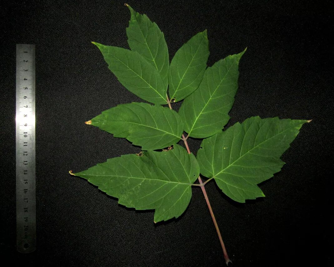 Разновидности кленов фото листьев Acer negundo - Image of an specimen - Plantarium