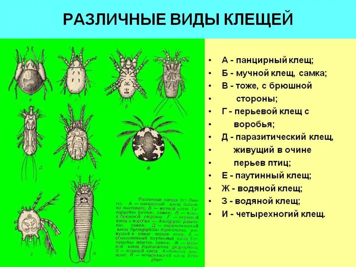 Разновидности клещей фото и описание Картинки КАКОГО ДЕРЕВА КЛЕЩИ БОЯТСЯ