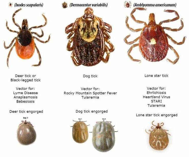 Разновидности клещей фото и описание Specie comuni di zecche Ixodidae Deer ticks, Ticks, Types of ticks