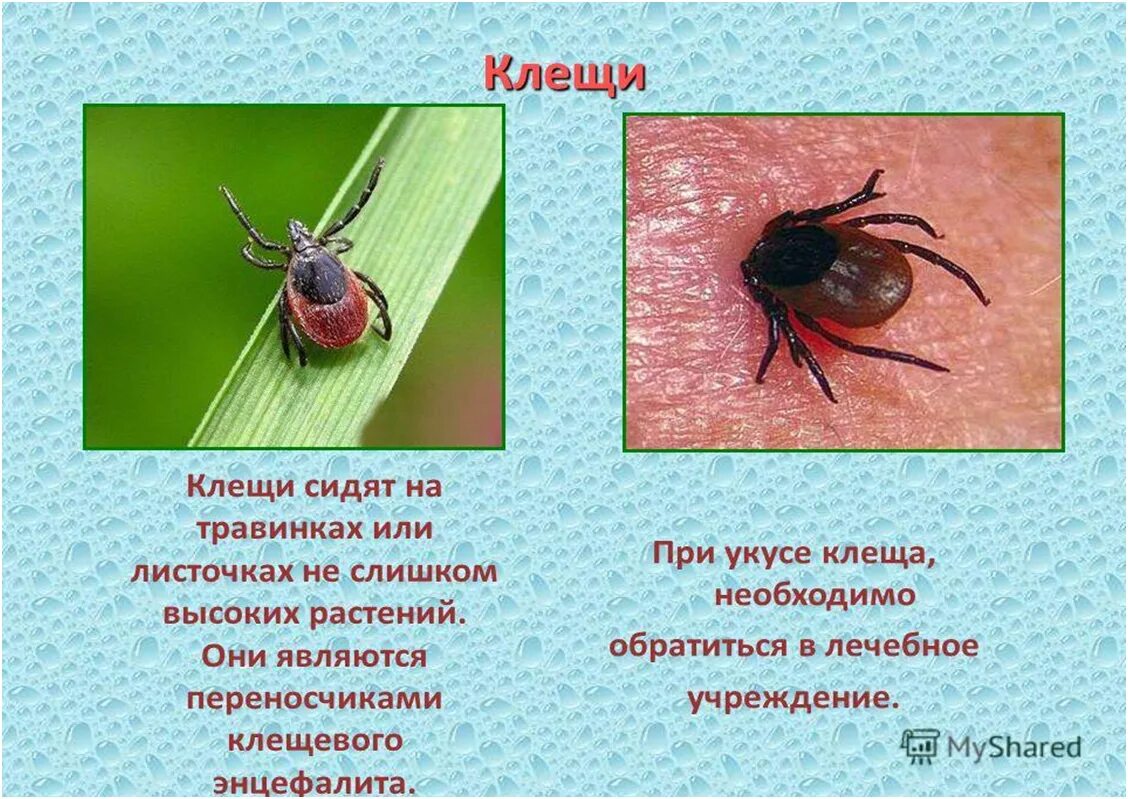 Разновидности клещей фото и описание опасных Все про клещей: найдено 90 изображений