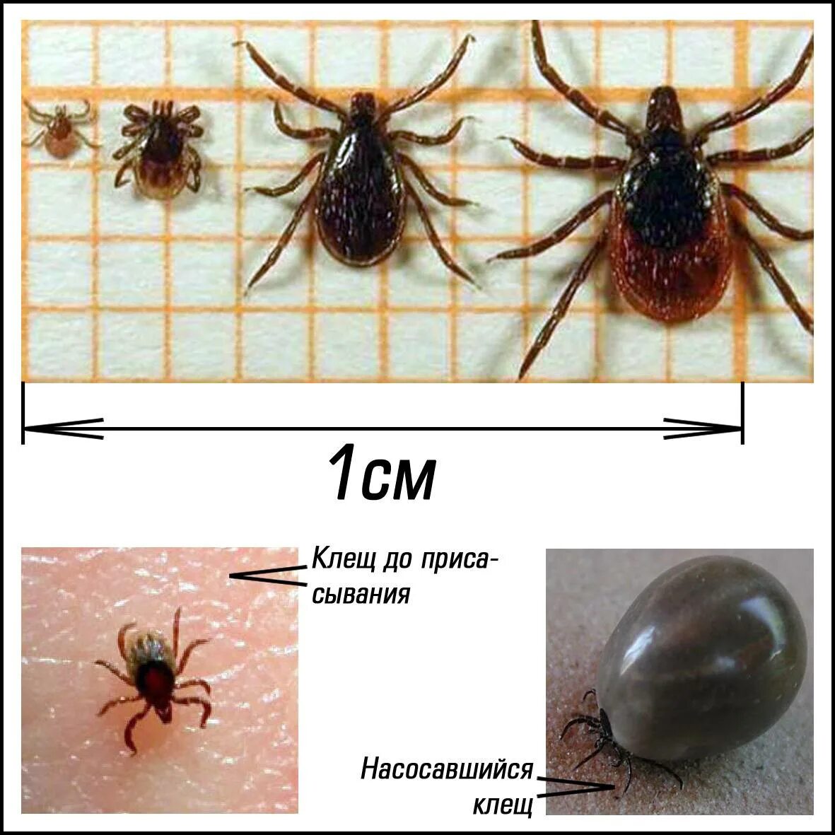 Разновидности клещей фото и описание опасных КЛЕЩ Фото и описание