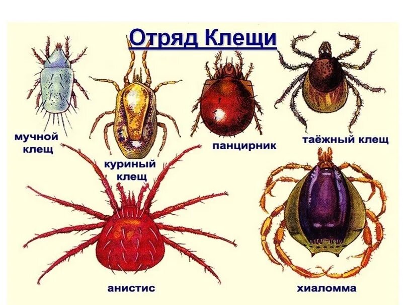 Разновидности клещей фото и описание у животных Адреса и график работы пунктов приёма клещей Клещи уже проснулись. Сейчас в Прик