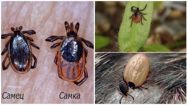 Разновидности клещей фото и описание у животных CLOWN SEASON Ticks (Latin Acari) - arthropods from the class of arachnids. More 