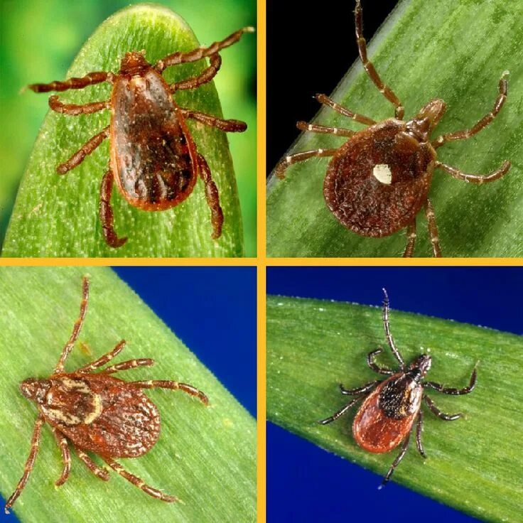 Разновидности клещей опасных для человека фото It's tick season.The ticks don't know that. They are active year-round. They jus