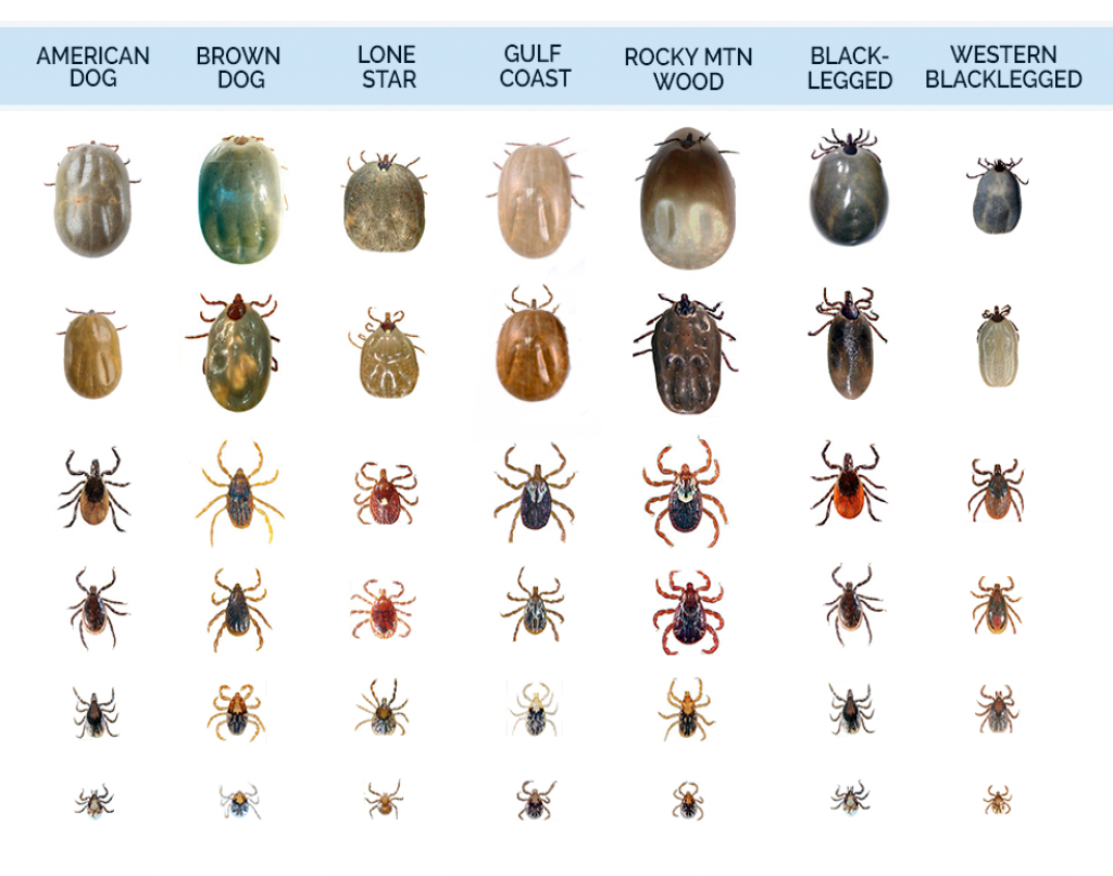 Разновидности клещей у собак фото Tick Identification - What Do Ticks Look Like Tick bites on dogs, Types of ticks