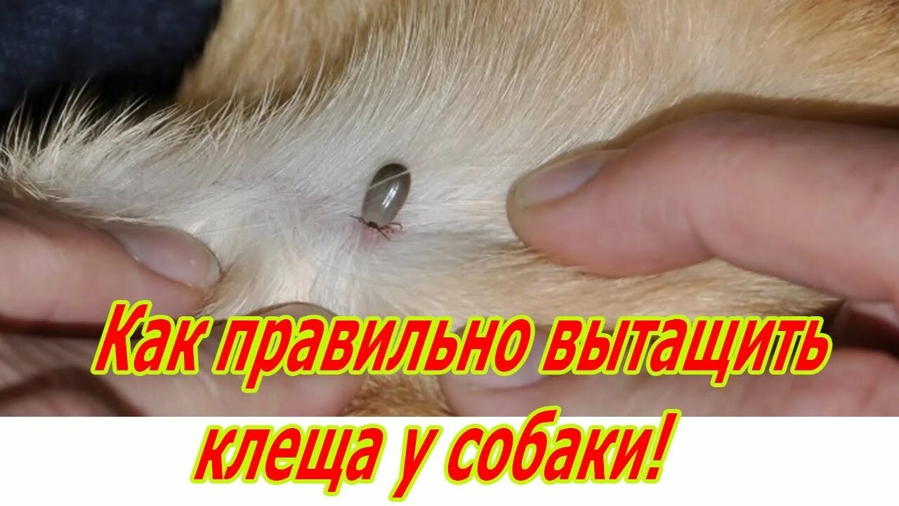 Разновидности клещей у собак фото Как правильно вытащить клеща у собаки! - YouTube