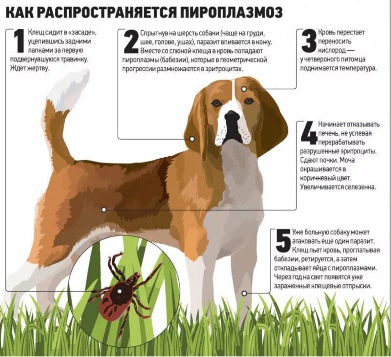 Разновидности клещей у собак фото и описание Бюджетное учреждение Чувашской Республики "Канашская районная станция по борьбе 