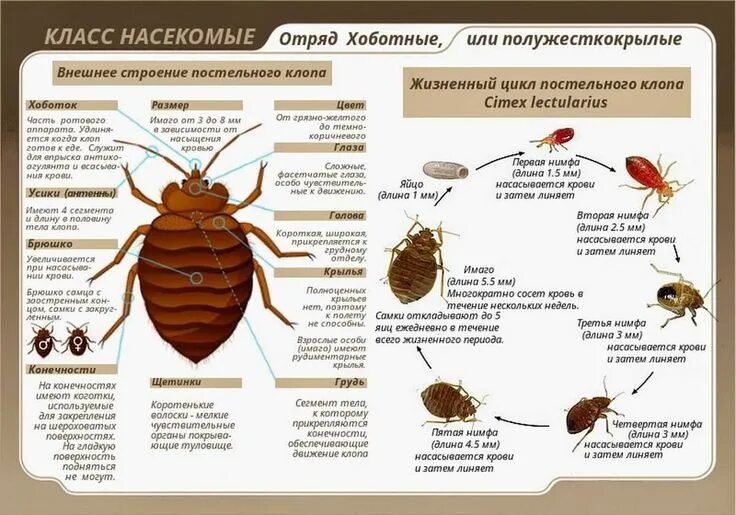 Разновидности клопов фото и описание Уничтожение клопов в Москве, квартире, уничтожение постельных клопов в Москве и 