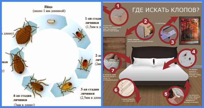 Разновидности клопов в квартире фото Клопы домашние откуда берутся и как бороться: найдено 30 изображений