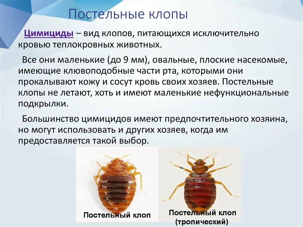 Разновидности клопов в квартире фото и описание Как избавиться от постельных клопов в кровати в Владимире - Как бороться с посте