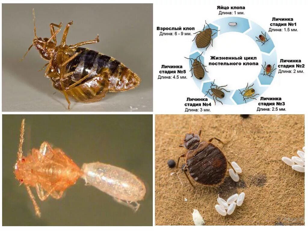 Разновидности клопов в квартире фото и описание Стадии развития постельного клопа фото - DelaDom.ru