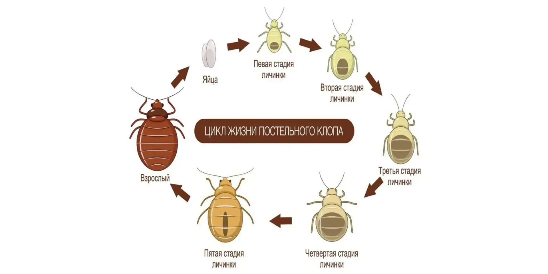 Разновидности клопов в квартире фото и описание Стадии развития постельного клопа фото - DelaDom.ru