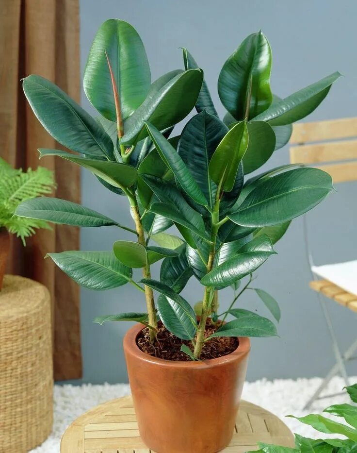 Разновидности комнатных растений фото и названия How to Grow Absolutely No Maintenance Rubber Tree Plant in Home Piante di casa, 