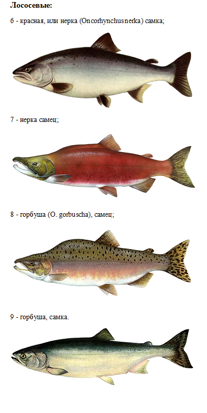 Разновидности красной рыбы названия и фото Интересно... Наша рыба