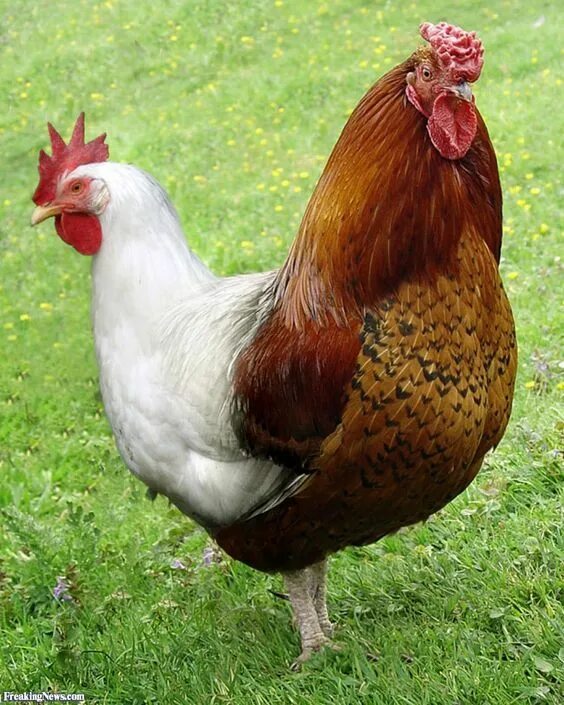 Разновидности куриц фото in this random rambling thread we post random pictures chickens Maran chickens, 