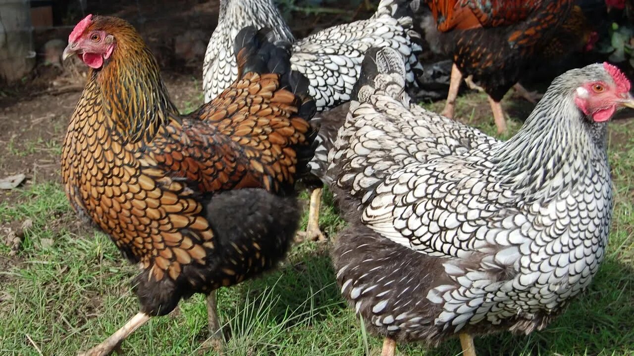 Разновидности куриц фото Are Chickens Useful On The Homestead? - YouTube