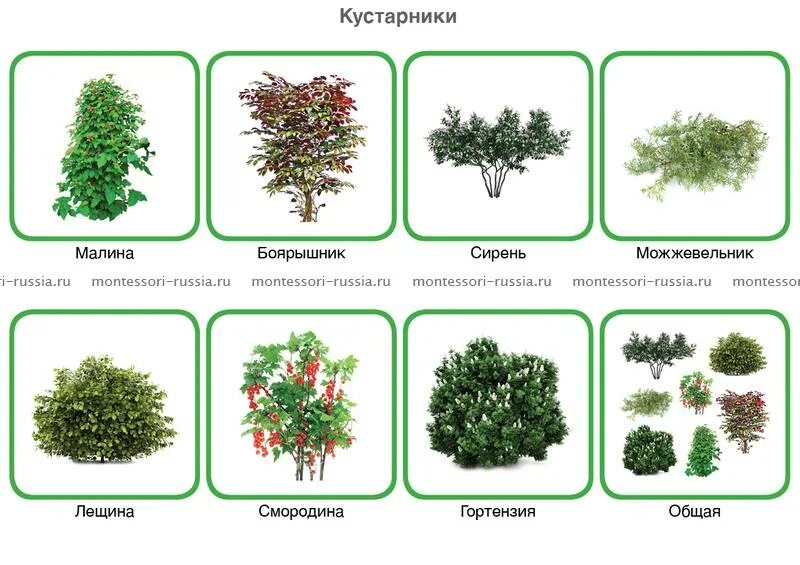 Разновидности кустарников с фото и описанием Кустарники виды фото - DelaDom.ru