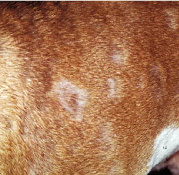 Разновидности лишая у собак фото Figure 5 from Guidelines for the diagnosis and antimicrobial therapy of canine s