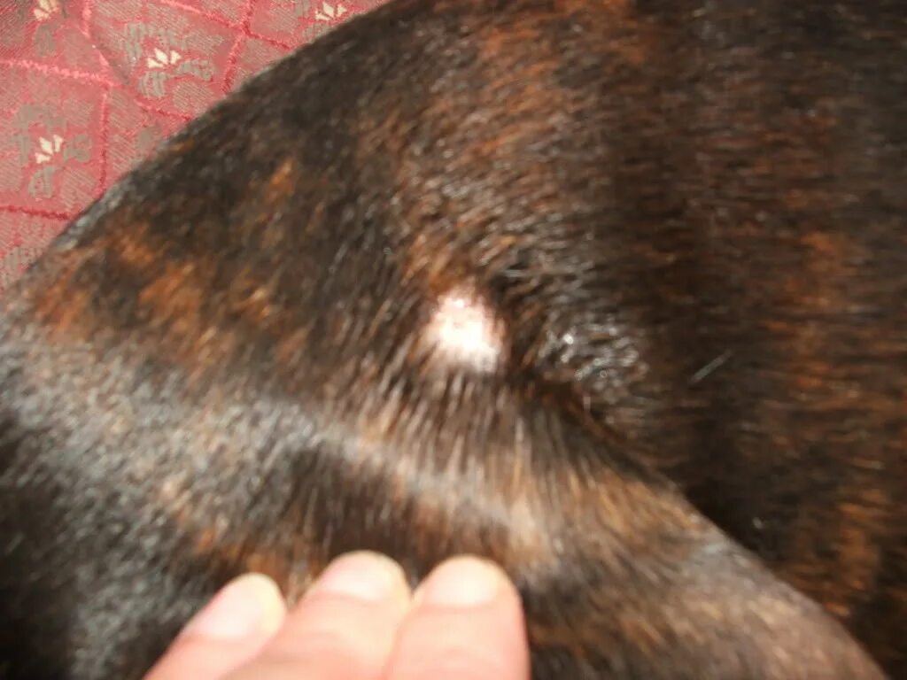 Разновидности лишая у собак фото с названиями random bald spot on dog Online Shopping