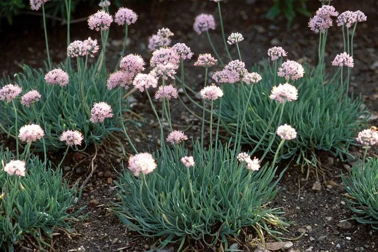 Разновидности лука фото и названия многолетнего Allium senescens supsp. glaucum Fragrant flowers, Allium, Container plants