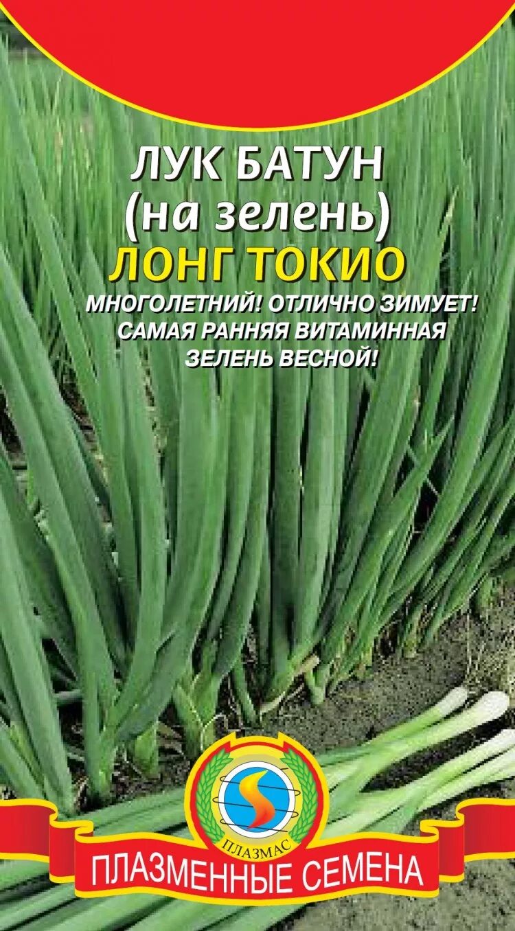 Разновидности лука на зелень многолетний фото Лук батун Лонг токио - с бесплатной доставкой можно купить в интернет магазине с