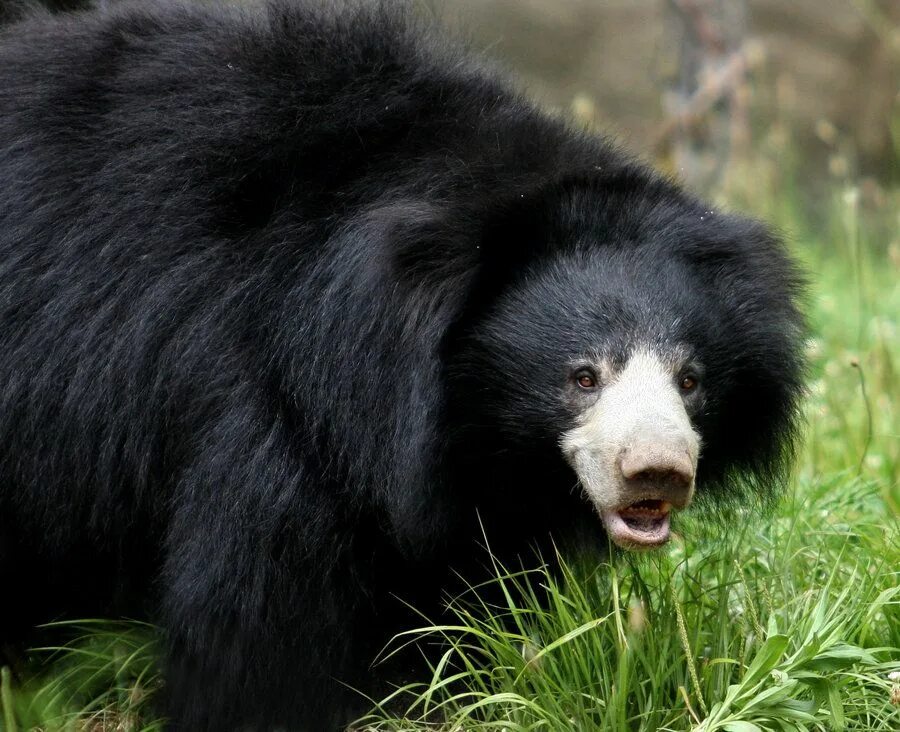 Разновидности медведей фото и названия Sloth Bear Sloth Bear by Ignisballad on deviantART Sloth bear, Bear, Bear paws