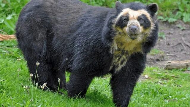 Разновидности медведей фото и названия Звуки очкового медведя. Spectacled bear sounds - смотреть видео онлайн от "Славн